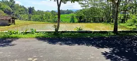 Dijual tanah pertanian subur dijumantono dekat pasar gembong
