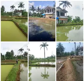 Jual Empang Kolam Ikan dan Rumah di cibeutang Ciseeng Bogor luas 6000