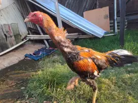 Ayam Bangkok Jantan