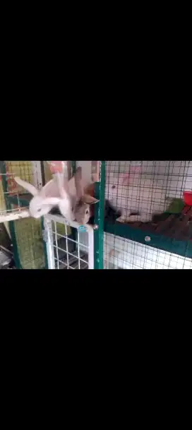 anak kelinci umur 3 bulan