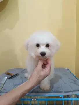 Mini Bichon Frise Jantan Cucu Import Korea