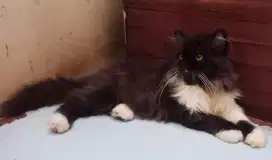 Kucing persia flatnose longhair