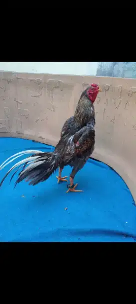 Ayam Bangkok ukuran 5-5,5