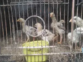 Ayam shamo anakan