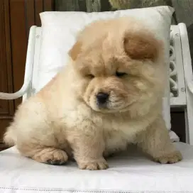 DIJUAL ANJING CHOW CHOW
