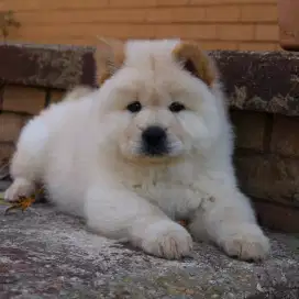 DIJUAL ANJING CHOW CHOW