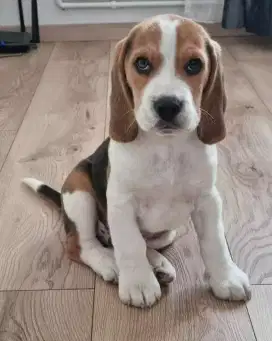 DIJUAL ANJING BEAGLE