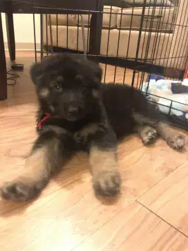 DIJUAL ANJING GERMAN SHEPHERD (HERDER)