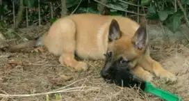DIJUAL ANJING BELGIAN MALINOIS