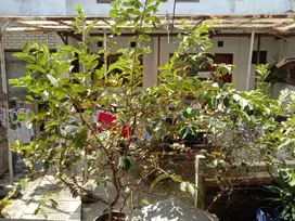 Dijual Kost Aktif Strategis Di Daerah Setiabudhi Kota Bandung