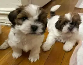 DIJUAL ANJING SHIHTZU
