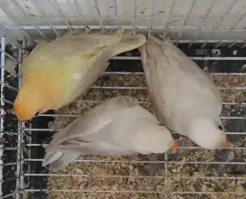 Burung love bird biola pb pf dan biola pf