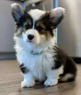 DIJUAL ANJING CORGI LONG HAIR