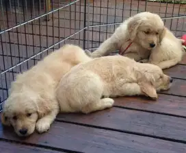 DIJUAL ANJING GOLDEN RETRIEVER