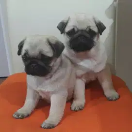 DIJUAL ANJING PUG