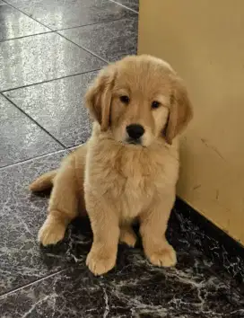 DIJUAL ANJING GOLDEN RETRIEVER