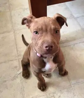 DIJUAL ANJING PITBULL REDNOS