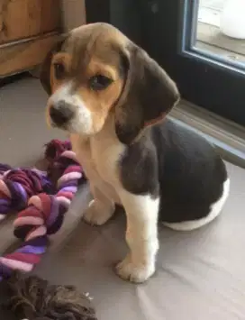 DIJUAL ANJING BEAGLE