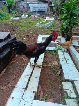 Ayam pelung jumbo