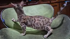 Kucing kaki pendek