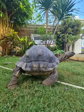 Kura kura aldabra 50 cm mulus