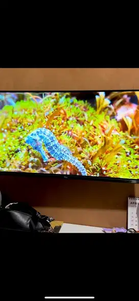 Tv tcl 32inch mulus no minus
