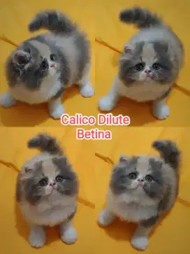 Kitten betina dilute Calico