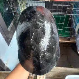 Kura kura air ukuran 30 cm