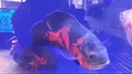 IKAN OSCAR PREDATOR JUMBO ±25CM