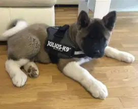 DIJUAL ANJING AKITA INU