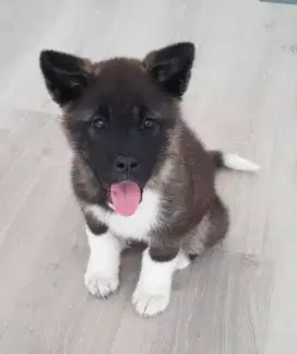 DIJUAL ANJING AKITA INU