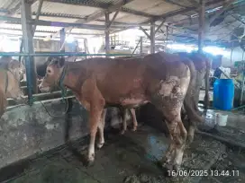 Sapi qurban berkualitas