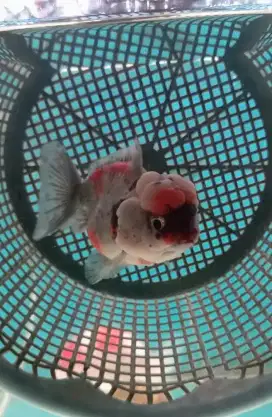 Ikan hias mas koki