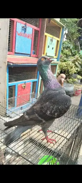 Burung Tritis Batik x Coklat
