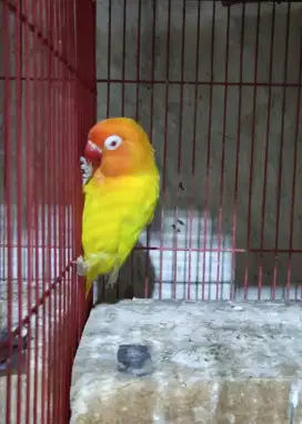 Labet Lovebird Lutino MM