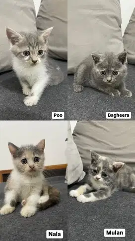 kitten bsh x scottish