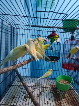 Kenari bahan jaminan jantan