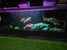 Jual murah 15 koi blitar krn tank over populasi