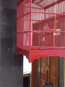 Perkutut jari kaki ngacung