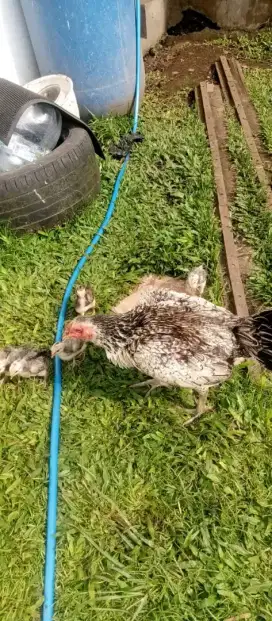 Jual ayam biang bulbi