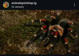 Tarantula Brachypelma Auratum MF