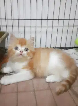 Persia flatnose jantan