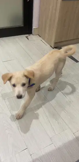 Jual Anjing Kintamani mix jantan