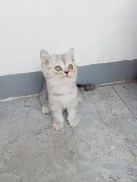 Lepas adop kitten BSH silver 2 setengah bulan