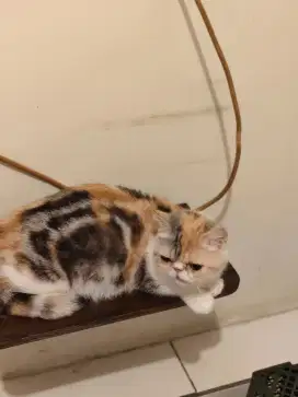 munchkin peaknose proven 1x