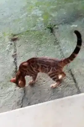 Kucing B3n94l 2 ekor kelar pacak