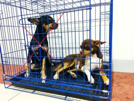 Chihuahua Betina