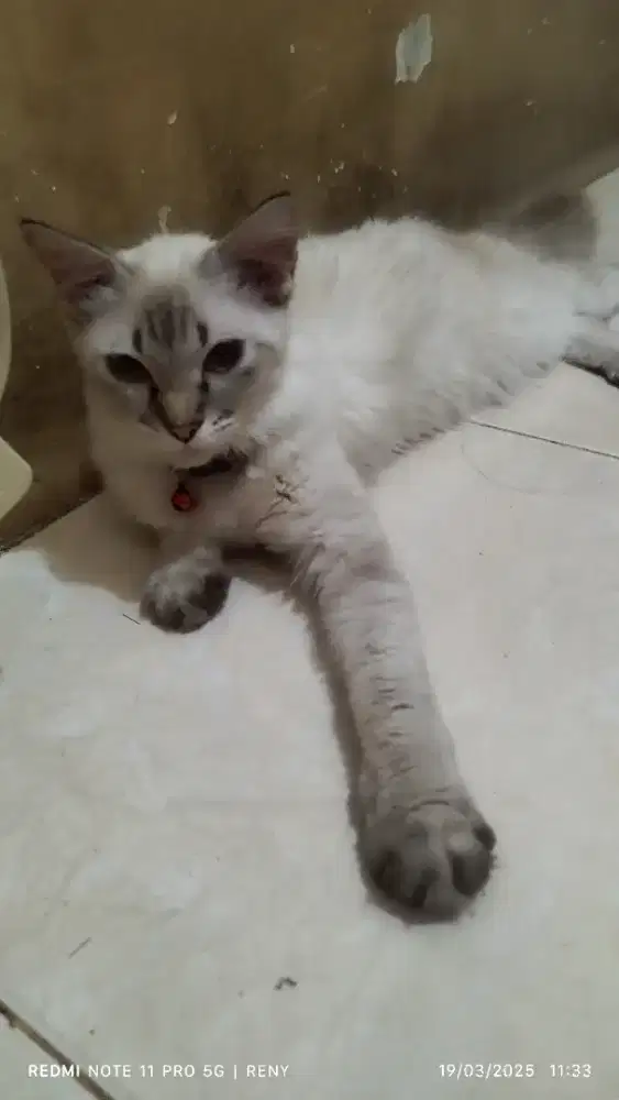 Kucing persia betina