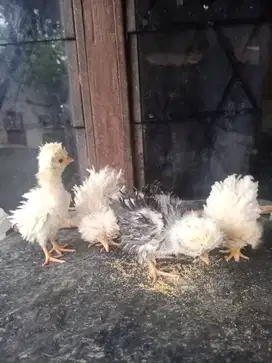 4 ekor Ayam Poland Sebulanan Kurang lebih