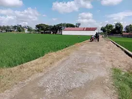 Sawah murah 1.656m² muka 16m jlan 5m, dekat jalan raya propinsi